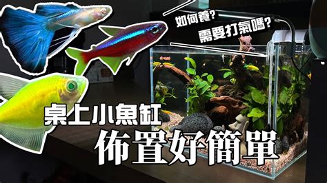 魚缸可以養什麼|新手養魚懶人包!帶你了解養魚需要什麼水族用品清單